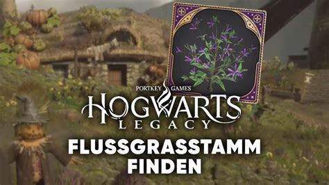 flussgras pflanzen hogwarts legacy|Hogwarts Legacy Flussgras einfach bekommen (anbauen